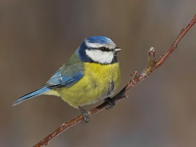 Птичка синичка (54 фото)