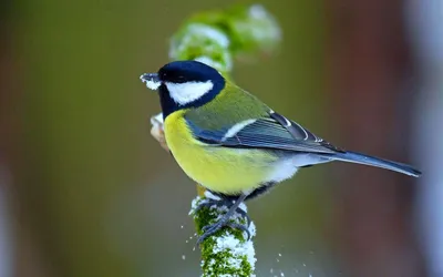Картинка Синичка » Птицы » Животные » Картинки 24 - скачать картинки  бесплатно