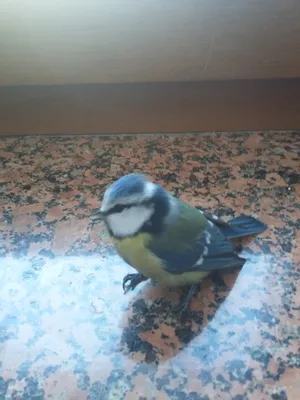 Птичка синичка | Пикабу