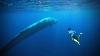 Синий кит с человеком фото