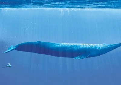 Если вас проглотит кит, вы выживете – они сами выплевывают людей: как кит  проглотил женщин | Гол.ру
