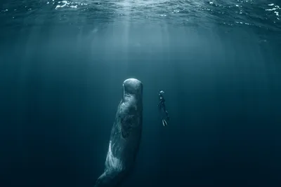 Повелитель океана: синий кит, гигант на все времена | Развлекаюсь, познавая  | Дзен