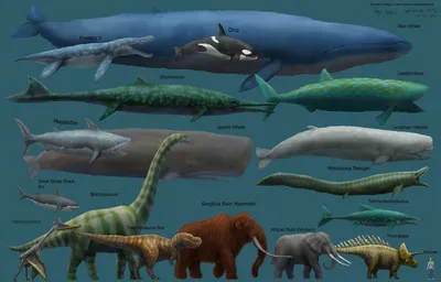 Синий кит:невероятная история самого крупного животного всех времён (6+).  Тьернсхауген Андреас (6888094) - Купить по цене от 732.00 руб. | Интернет  магазин SIMA-LAND.RU