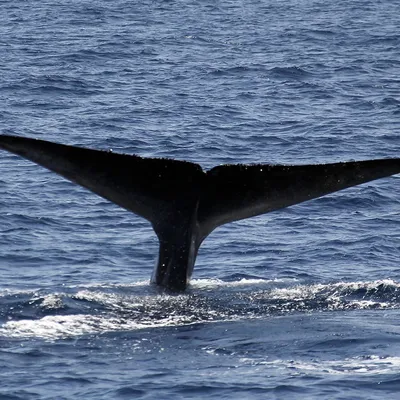 Способен ли кит целиком проглотить человека