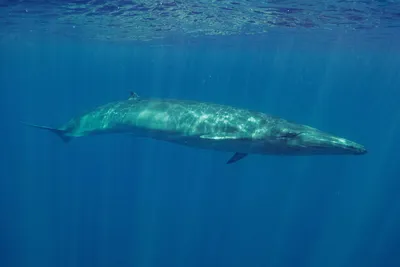 Пятнадцать удивительных фактов о китах - KP.RU