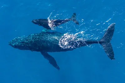 Огромный синий кит в океане рядом …» — создано в Шедевруме
