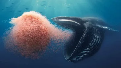 Как плавать с синими китами на Шри-Ланке
