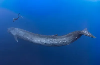 Великан и Гулливер: потрясающая прогулка тайского дайвера и 30-метрового синего  кита - Рамблер/новости