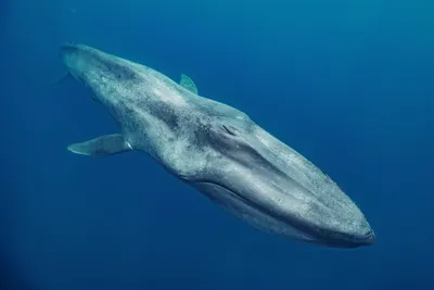Где увидеть китов в России 2024 — Журнал RD