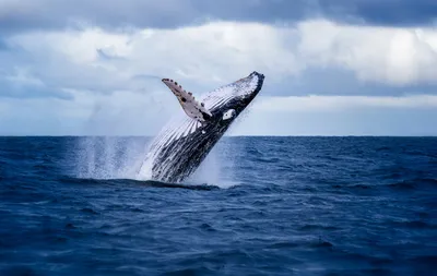 Череп синего кита и человек для сравнения | Пикабу