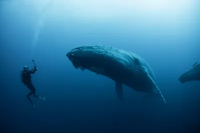 Как познакомились дайвер и синий кит: фото морского гиганта и крошечного  человека