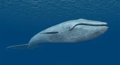 Team Trip - Может ли кит проглотить человека? Пришло время... | Facebook