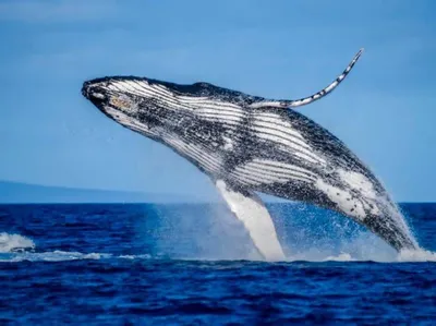 Почему горбатые киты приплывают в Доминикану и что общего у людей и китов?