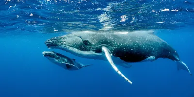 Не спят и не едят месяцами: 10 интересных фактов из жизни китов | Всё, что  нужно знать о | Вопрос-Ответ | Аргументы и Факты