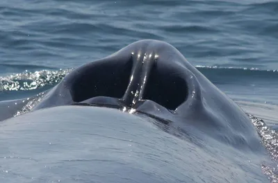 9 интересных фактов о китах