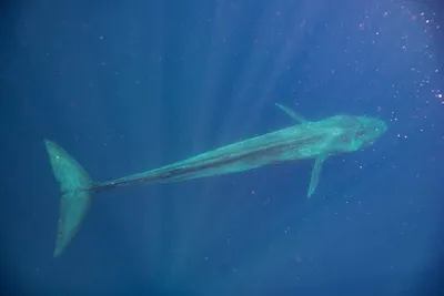 Архангелогородка плавает с китами и акулами под водой - 19 июня 2021 - 29.ru