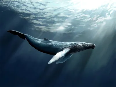 Шерстяные родственники лошадей: 15 фактов о китах, которые вас поразят -  Рамблер/новости