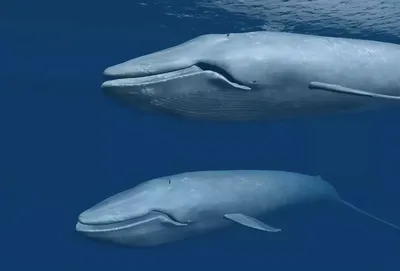 Маленький секрет большого сердца: первая в истории кардиограмма синего кита  | STENA.ee