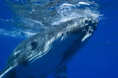 Как плавать с синими китами на Шри-Ланке