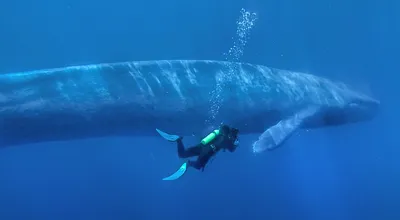 К чему снится кит — сонник: кит во сне | 7Дней.ру