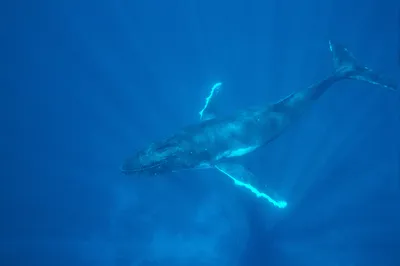 полный синий кит водокрас прекрасное животное в дикой природе. изолировать  на белом фоне Иллюстрация штока - иллюстрации насчитывающей тенреками,  чувствительно: 271407988