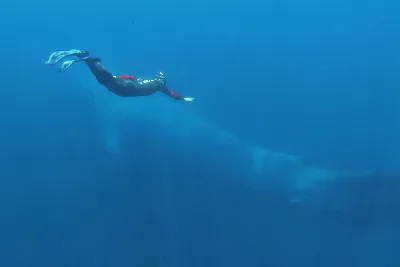 С игрой «Синий кит» можно и нужно бороться