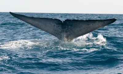 Синий кит - повелитель океанов