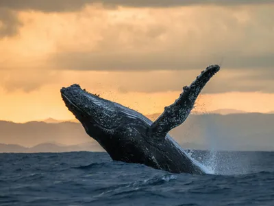 Мегалодон и синий кит: кто из них больше? - YouTube