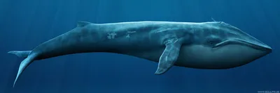 Самый большой гурман на земле может за один укус проглотить 4 тонны  еды.Есть ли у синего кита естественные враги? - запрещенная новостная сеть