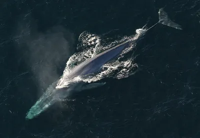 Синий кит животное фото