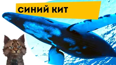 Кто сильнее — большая белая акула или синий кит?