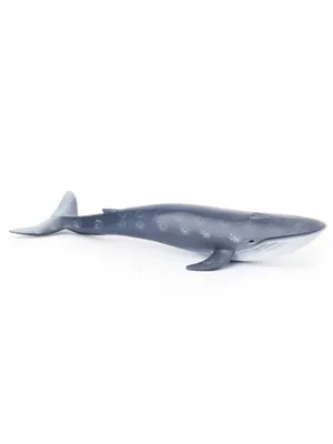 Палеонтологи нашли морское животное, которое оказалось тяжелее синего кита  - Газета.Ru | Новости