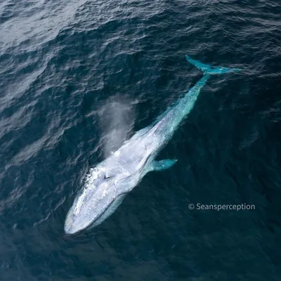 GISMETEO: Удивительная удача: фотограф смог запечатлеть редчайшее появление  голубого кита дважды - Животные | Новости погоды.