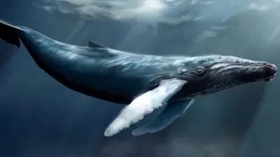 Синие киты – всё ли вы о них знаете? | Аква-Космос | Дзен