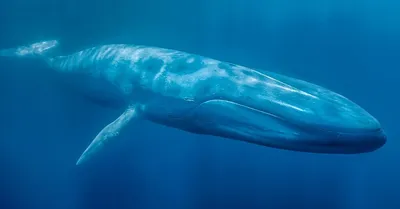 Фотообои Синий кит в пучине артикул Dse-043 купить в Мытищах |  интернет-магазин ArtFresco