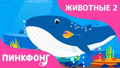 Синий кит - рыба или животное? | Animal*s world | Дзен