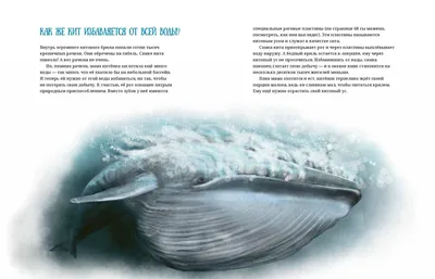 Всемирный день китов - Инфографика ТАСС