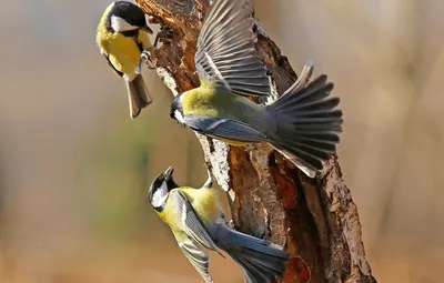Обои птицы, дерево, игра, крылья, перья, хвост, ствол, синица картинки на  рабочий стол, раздел животные - скачать