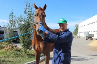 Корм для лошадей 1,8кг, Мюсли \"ENDURANCE для спортивных, скаковых, беговых  лошадей - купить с доставкой по выгодным ценам в интернет-магазине OZON  (903005041)