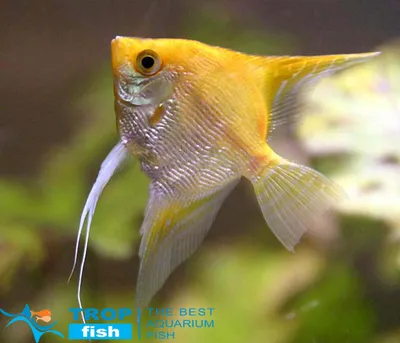 Скалярия золотая | Скалярии | Каталог | TropFish – здоровые аквариумные  рыбки оптом с быстрой доставкой по Украине.