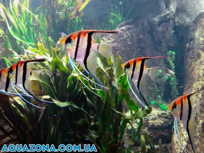 Скалярия полосатая - рыбки в аквариум купить