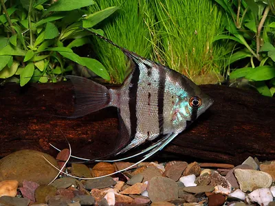 Рыбка Скалярия: содержание, как различить, чем кормить, размножение