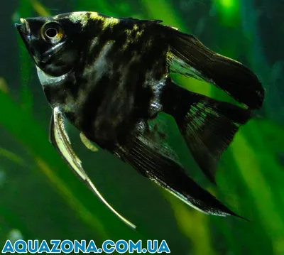 Скалярия мраморная - большие рыбы в аквариум купить