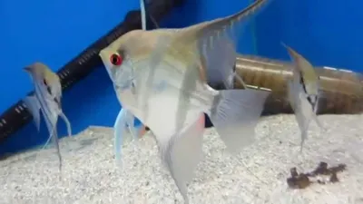 Аквариумные рыбки Скалярия - содержание! - YouTube
