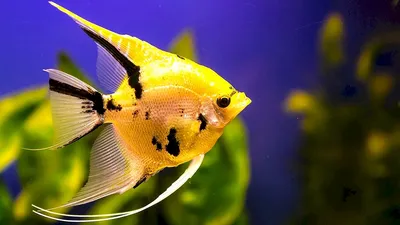 Скалярии рыбы (53 лучших фото)