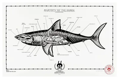 https://www.gismeteo.ru/news/science/uchenye-usomnilis-v-tom-kak-vyglyadel-megalodon/