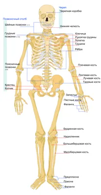 Анатомическая фигура человека с мышцами сборно-разборная, 40 деталей, 170см  купить в Москве по выгодной цене