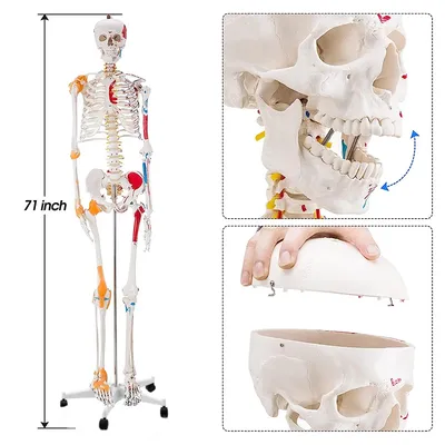 А103 Модель скелета с местами прикрепления мышц и связками, 170 см