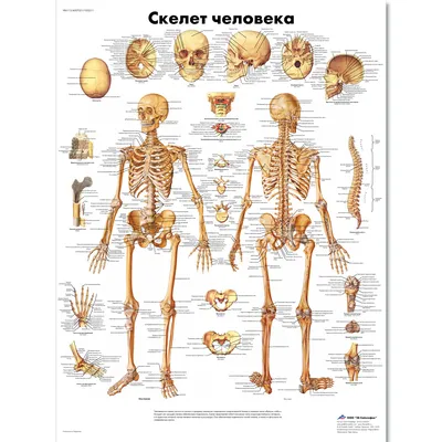 Модель скелета человека с раскрашенными местами прикрепления мышц (со  стойкой) ООО Медтехника Спб