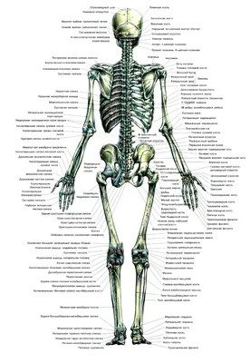 https://oniko.ua/ru/products/simulators-and-trainers/anatomichni-modeli/kistyak/spetsialna-model-kistyaka-lyudini-sem.html